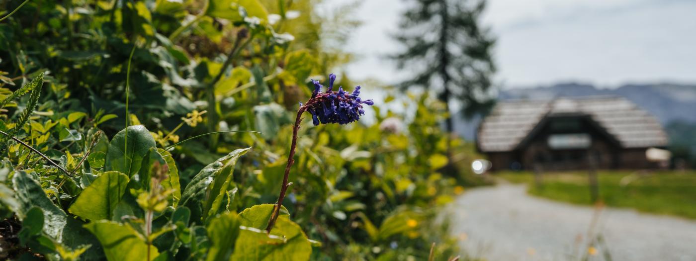 Wulfenia-Bl&uuml;te nahe der Watschiger Alm