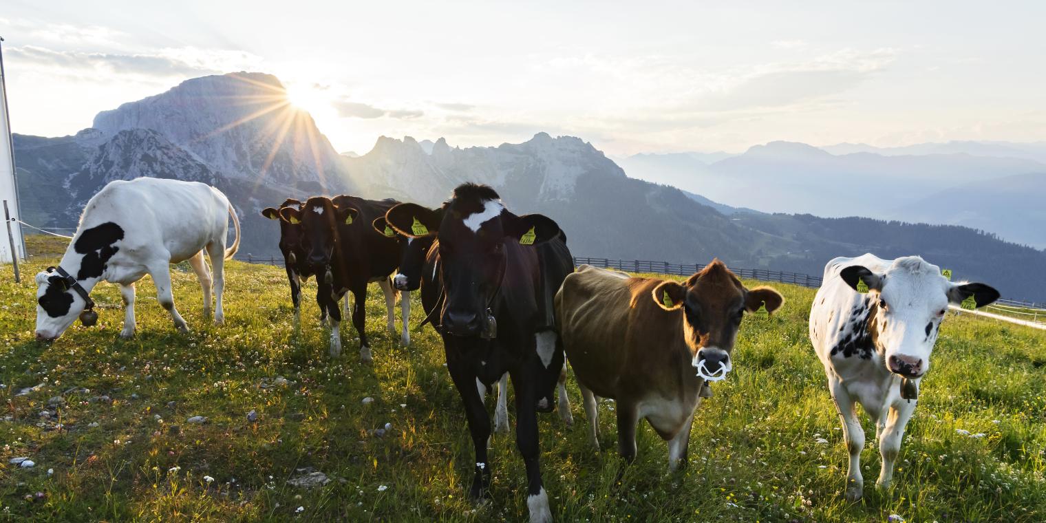 Kühe am Nassfeld bei Sonnenaufgang mit Blick auf den Gartnerkofel, an dessen Fuß sich das Almhotel Kärnten befindet