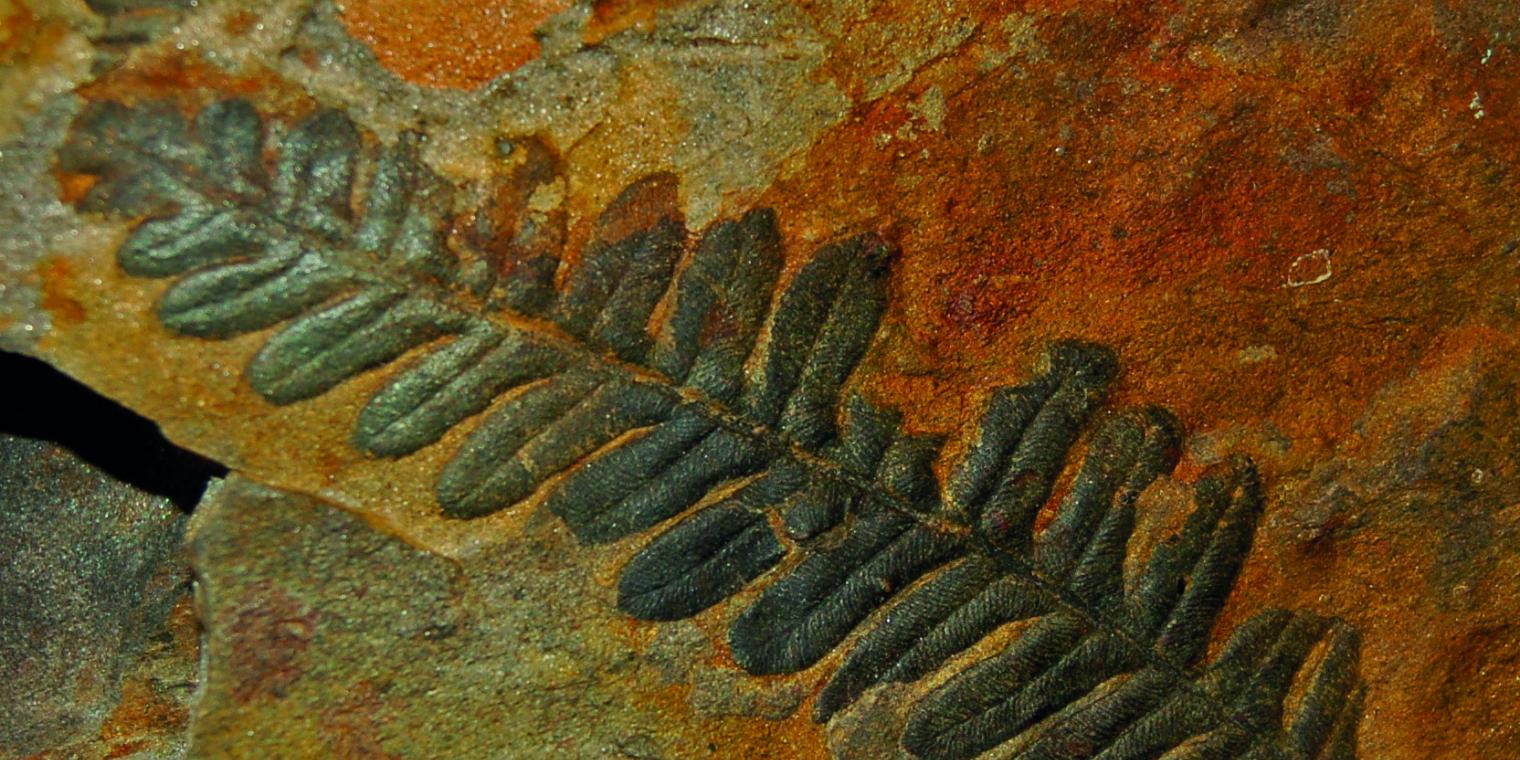 Fossiles Farnblatt im Gestein - eine der Besonderheiten des Geo-Trails am Nassfeld in Kärnten