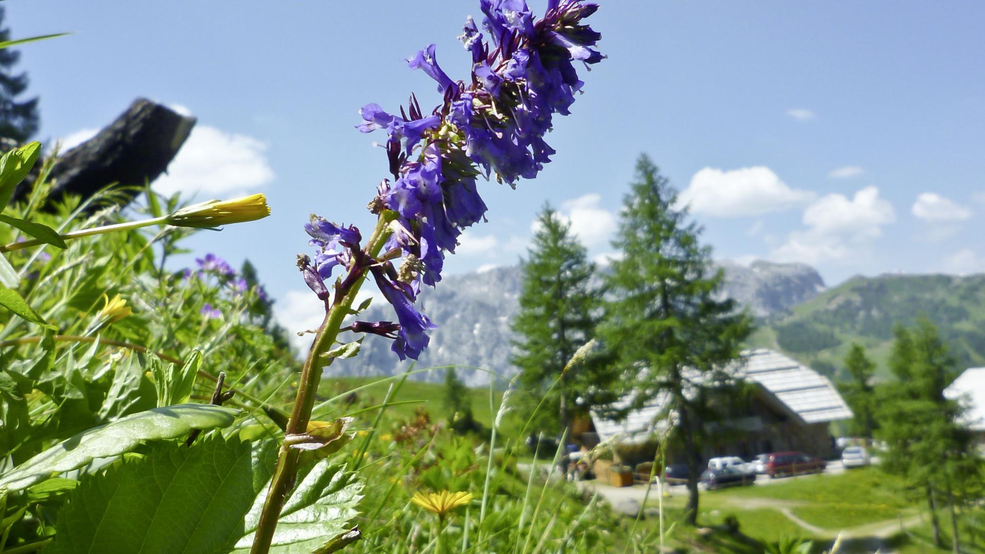 Die Wulfenia - eine ganz besondere Alpenblume - in der N&auml;he des Almhotel K&auml;rnten am Nassfeld