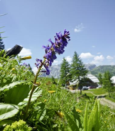 Die Wulfenia - eine ganz besondere Alpenblume - in der N&auml;he des Almhotel K&auml;rnten am Nassfeld