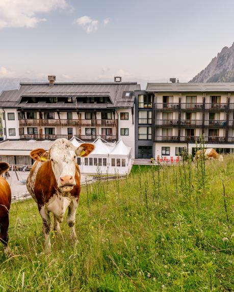 Kühe auf der Almwiese direkt vor dem Almhotel Kärnten am Nassfeld
