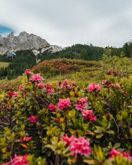 Blühende Almrosen prägen die sommerliche Berglandschaft am Gartnerkofel in Kärnten. Im Hintergrund führen Seilbahnkabinen der Sommerbahn durch grüne Almwiesen, während markante Felsen und bewaldete Hänge eine stimmungsvolle Alpenkulisse schaffen. Almrosen-Blüte am Gartnerkofel