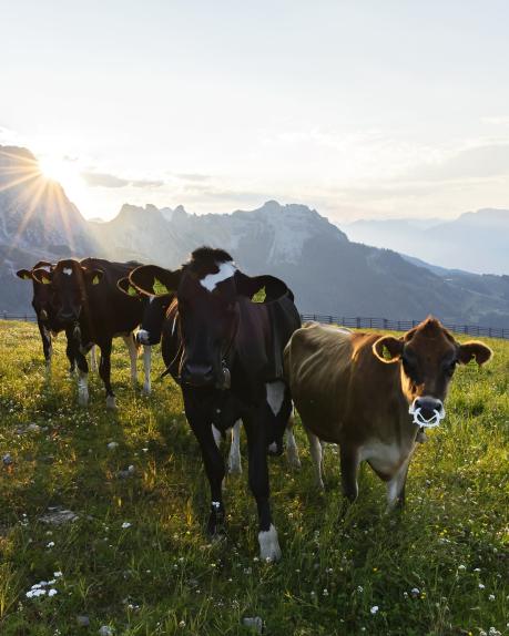 Mehrere Kühe grasen friedlich auf einer blühenden Almwiese in Kärnten, während die Morgensonne hinter den Bergen aufgeht. Die sanfte Hügellandschaft, klare Sicht auf die Berggipfel und das natürliche Licht verleihen der Szene eine idyllische, ruhige Atmosphäre. Kühe am Nassfeld bei Sonnenaufgang mit Blick auf den Gartnerkofel, an dessen Fuß sich das Almhotel Kärnten befindet