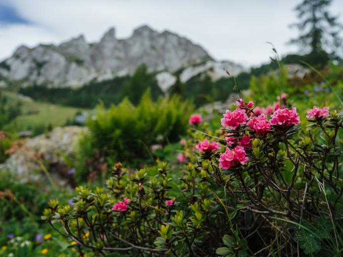 Blühende Alpenrosen im Vordergrund rahmen den Blick auf die markante Bergkulisse des Gartnerkofels in Kärnten. Die sommerliche Almwiese und das sanfte Bokeh vermitteln Naturidylle, Ruhe und Wanderfreude ganz in der Nähe des Almhotel Kärnten. Blühende Alpenrosen am Gartnerkofel