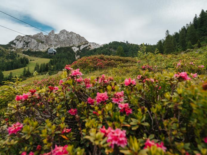 Blühende Almrosen prägen die sommerliche Berglandschaft am Gartnerkofel in Kärnten. Im Hintergrund führen Seilbahnkabinen über grüne Almwiesen, während felsige Gipfel und bewaldete Hänge eine stimmungsvolle Kulisse für Wanderungen am Nassfeld schaffen. Blühende Almrosen am Gartnerkofel mit Blick auf die Gartnerkofelbahn und den Gipfel