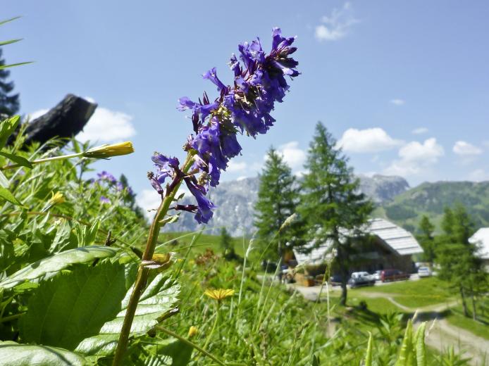 Die Wulfenia - eine ganz besondere Alpenblume - in der Nähe des Almhotel Kärnten am Nassfeld