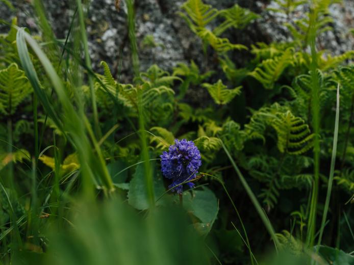 Detailaufnahme alpiner Vegetation am Gartnerkofel: Die Wulfenia, eine violette Blüte wächst zwischen Farnen, Gräsern und moosigem Fels. Das ruhige Naturmotiv zeigt die Vielfalt der Kärntner Bergwelt entlang der Sommerbahn und lädt zu Wanderungen in unberührter Alpenlandschaft ein. Alpine Blüte der Wulfenia Blume am Gartnerkofel