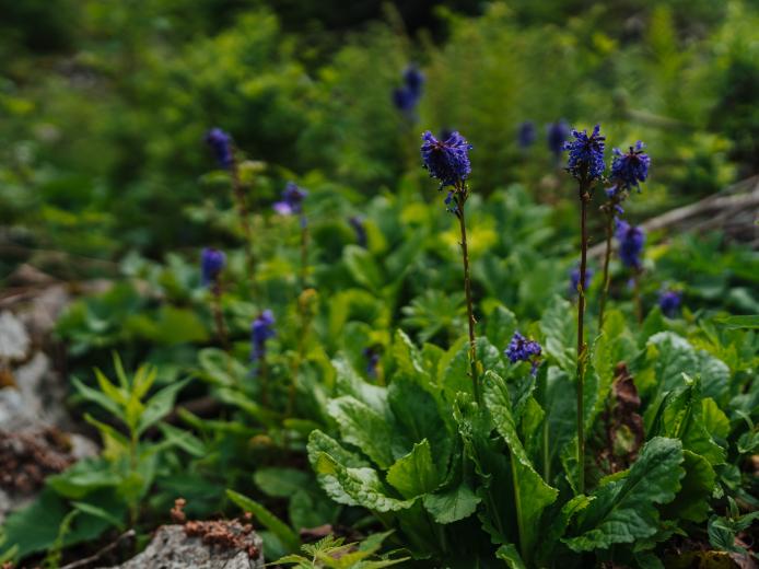 Nahaufnahme der Wulfenia, einer violetten Alpenblumen am Gartnerkofel, umgeben von frischem Grün, Steinen und natürlicher Bergvegetation. Die geringe Tiefenschärfe hebt die zarten Blüten hervor und vermittelt die ruhige Sommerstimmung der Karnischen Alpen. Wulfenia-Almblume am Gartnerkofel