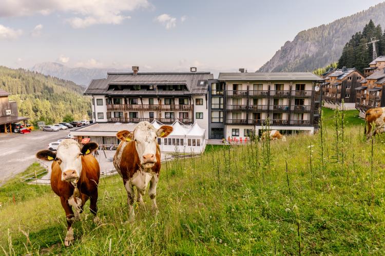 K&uuml;he auf der Almwiese direkt vor dem Almhotel K&auml;rnten am Nassfeld