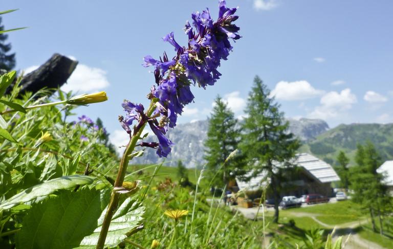 Die Wulfenia - eine ganz besondere Alpenblume - in der Nähe des Almhotel Kärnten am Nassfeld