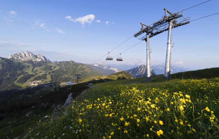 Alpine Blütenidylle am Nassfeld in Kärnten, in der Nähe des Almhotel Kärnten